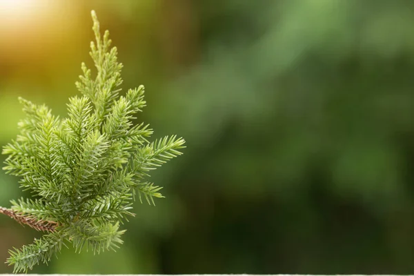 Пайн Дерева Evergreen Juniper Background Різдвяний Зимовий Шпалери — стокове фото