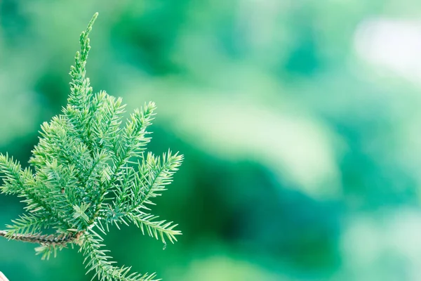 Sosna Evergreen Jałowiec Tle Świąteczne Zimowe Tapety — Zdjęcie stockowe