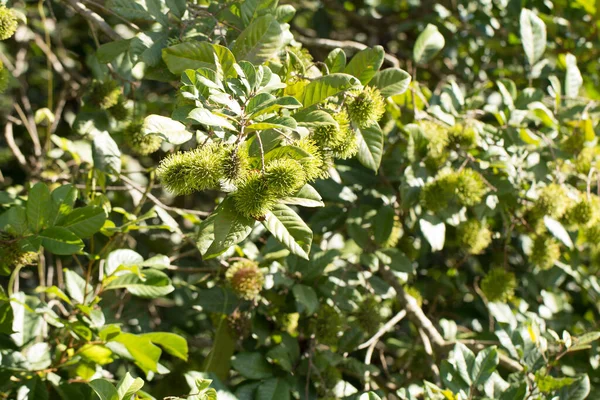 Groene Rambutanvruchten Boom — Stockfoto