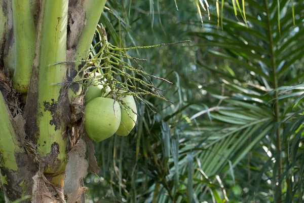 Owoce Kokosowe Roślinach Wymiary Akt 5472 3648 Pikseli — Zdjęcie stockowe