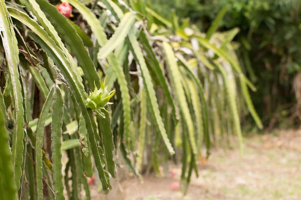 Campo Plantação Dragão Fruta Tailândia Esta Fruta Favorita Ásia — Fotografia de Stock