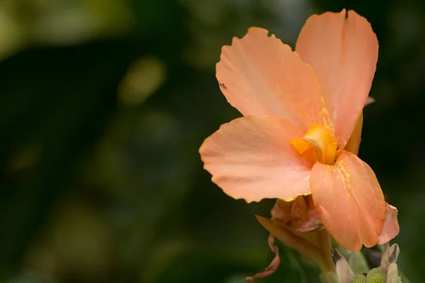 Narancssárga Színe Canna Virágok — Stock Fotó