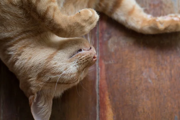 Close Roztomilý Ginger Tabby Kočka Zaměření Oko — Stock fotografie