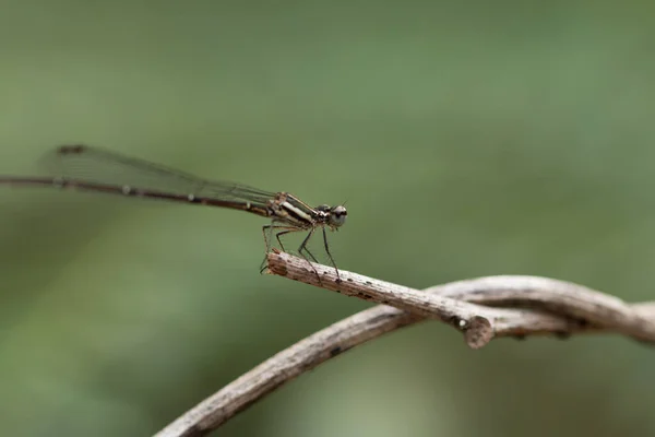 Primo Piano Piccola Bella Libellula Sono Miglior Assassino Zanzare Natura — Foto Stock