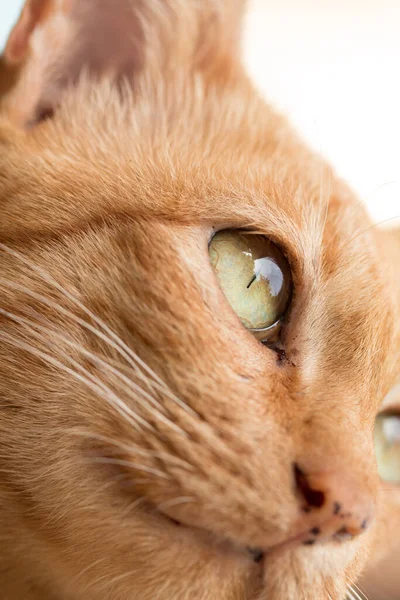 Close Roztomilý Ginger Tabby Kočka Zaměření Oko — Stock fotografie