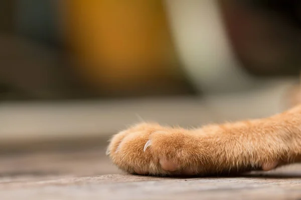 Zblízka Kočičí Pracky — Stock fotografie