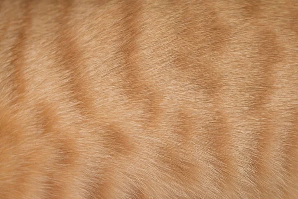 猫の毛の質感 黄色の猫のクローズアップ — ストック写真