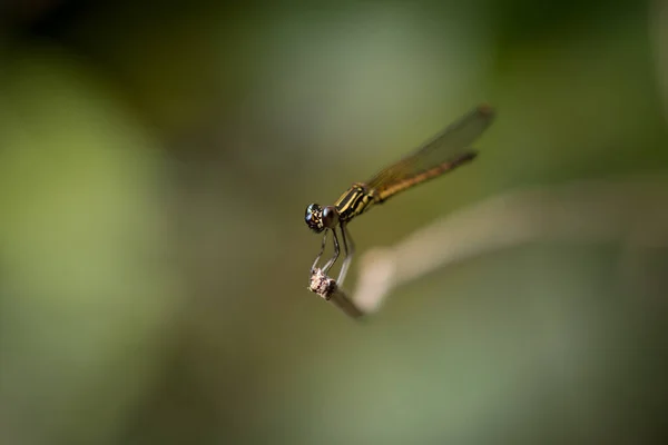 Крупный План Маленьких Красивых Стрекоз Лучшие Убийцы Комаров Природе — стоковое фото