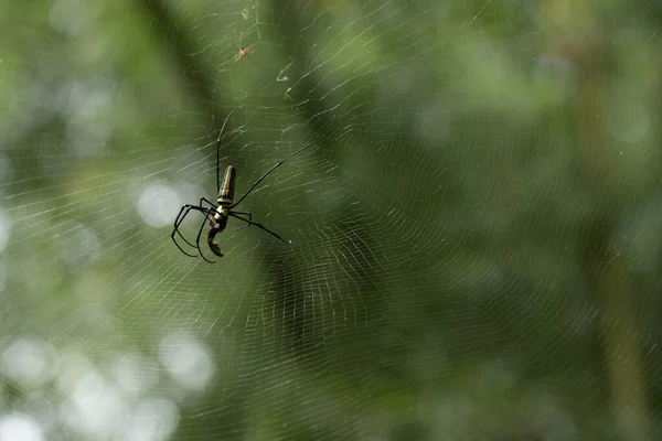 Pavouk Zeleném Rozmazaném Pozadí — Stock fotografie