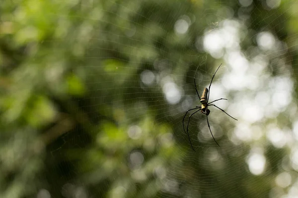 Pavouk Zeleném Rozmazaném Pozadí — Stock fotografie