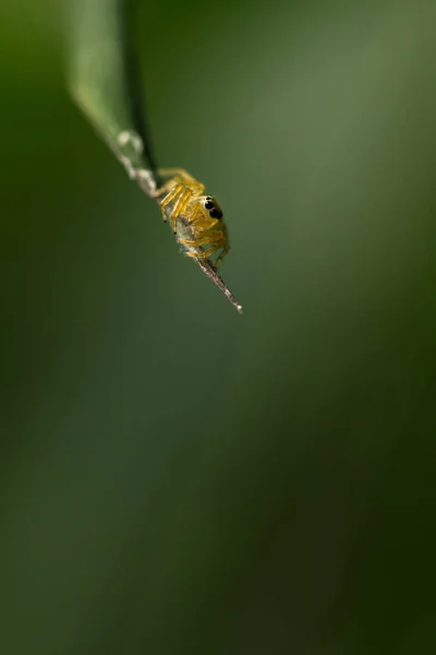 Una Araña Sobre Fondo Borroso Verde — Foto de Stock