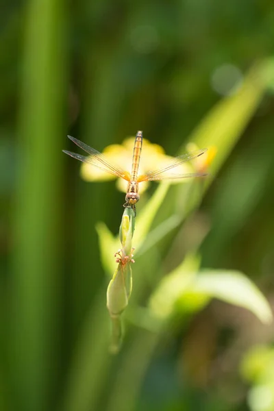 Primer Plano Pequeña Libélula Hermosa Son Mejor Asesino Mosquitos Naturaleza — Foto de Stock