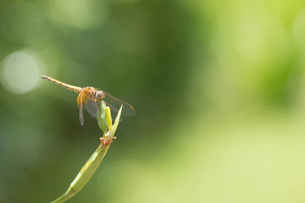 Primer Plano Pequeña Libélula Hermosa Son Mejor Asesino Mosquitos Naturaleza —  Fotos de Stock