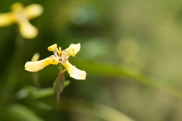 Nahaufnahme Von Wilder Gelber Blume — Stockfoto