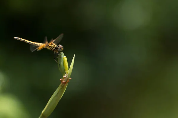 Крупный План Маленьких Красивых Стрекоз Лучшие Убийцы Комаров Природе — стоковое фото