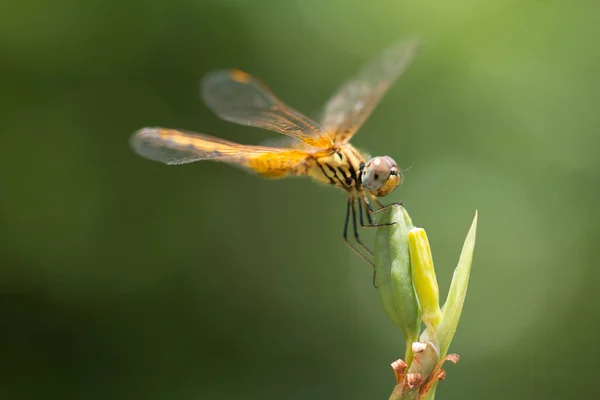 靠近美丽的小蜻蜓 它们是自然界中最好的蚊虫杀手 — 图库照片