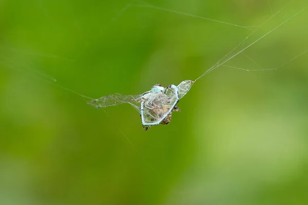 Павук Їсть Їжу Своїй Павутині — стокове фото
