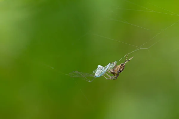 Pavouk Nich Jídlo — Stock fotografie