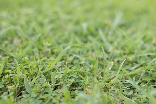 Weiches Grünes Gras Garten — Stockfoto