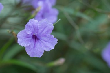 Ruellia tüberosa menekşe çiçeği.