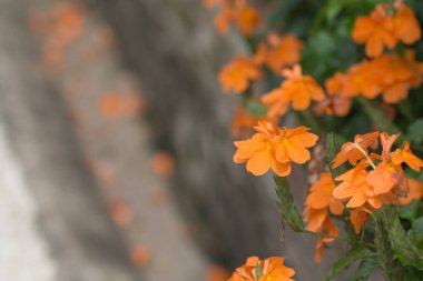 Crossandra çiçeği ya da Barleria strigosa Willd..