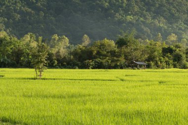 Tayland 'daki Paddy pirinç tarlası.