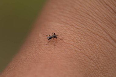 Kaplan sivrisineği insan derisini emiyor..