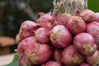 Taze Mor Şalgam 'a yakın çekim.