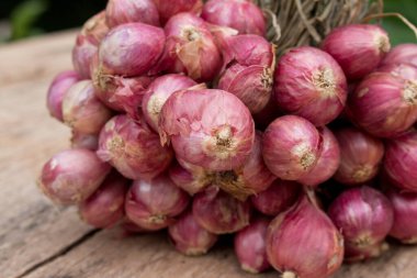 Taze Mor Şalgam 'a yakın çekim.