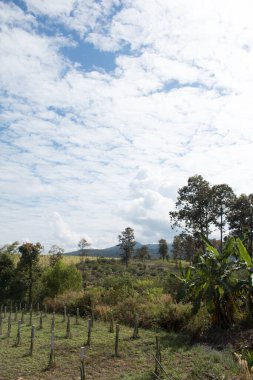 Çiftlikteki Ejderha meyve bitkisinin manzarası.