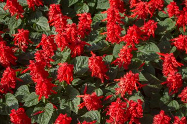 Doğal arkaplan oluşturmak için kırmızı çiçek deseni.