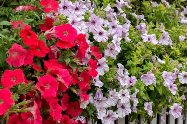 Petunya çiçeğine yaklaş.