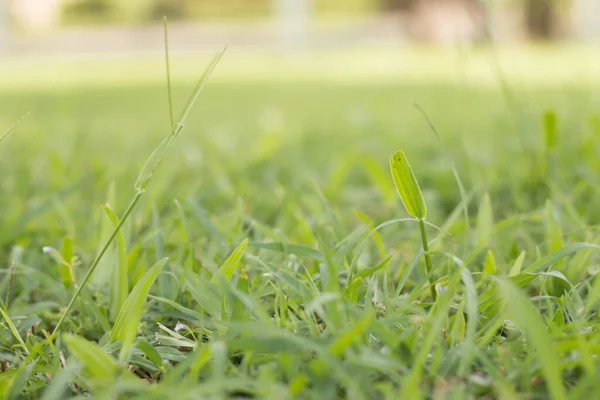 Weiches Grünes Gras Garten — Stockfoto