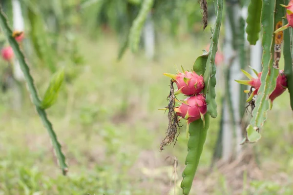 Dragon Fruit Plant Raw Pitaya Fruit Tree Pitaya Pitahaya Είναι — Φωτογραφία Αρχείου