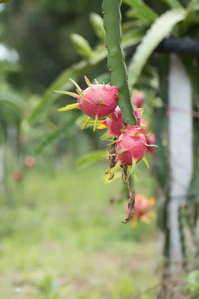 Dragon Fruit Sur Plante Pitaya Cru Fruit Sur Arbre Pitaya — Photo