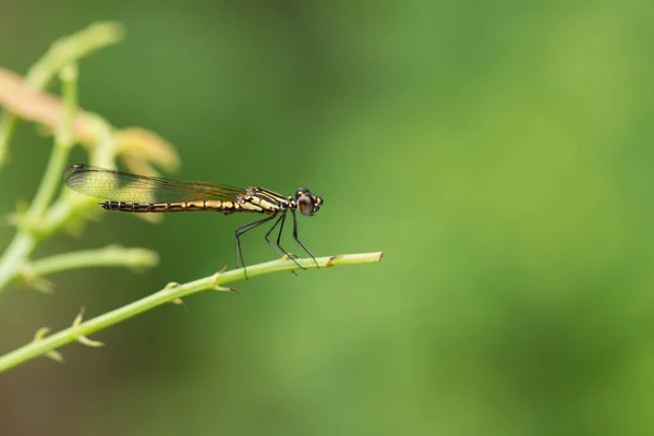 Primo Piano Piccola Bella Libellula Sono Miglior Assassino Zanzare Natura — Foto Stock