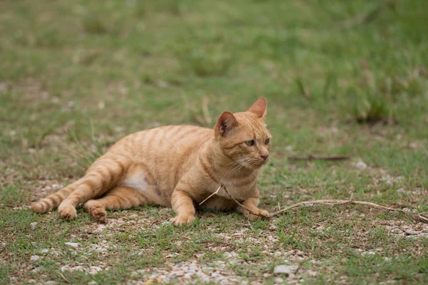 Primer Plano Lindo Gato Amarillo Estancia Suelo — Foto de Stock