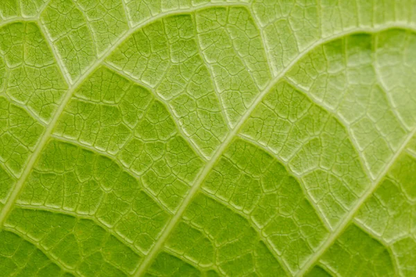 Foco Suave Fondo Textura Hoja Verde —  Fotos de Stock