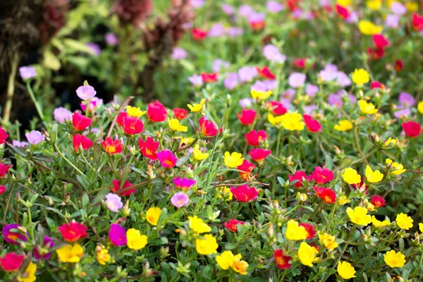 Flor Verdolaga Común Jardín — Foto de Stock