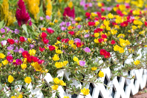 Common Purslane Flower Garden — Stock Photo, Image