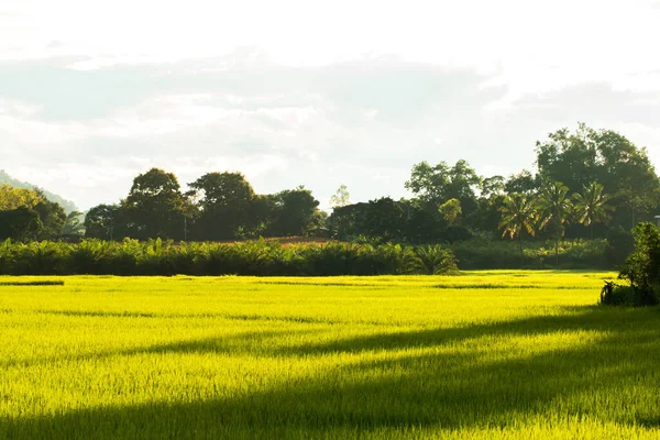 Ladang Padi Thailand — Stok Foto