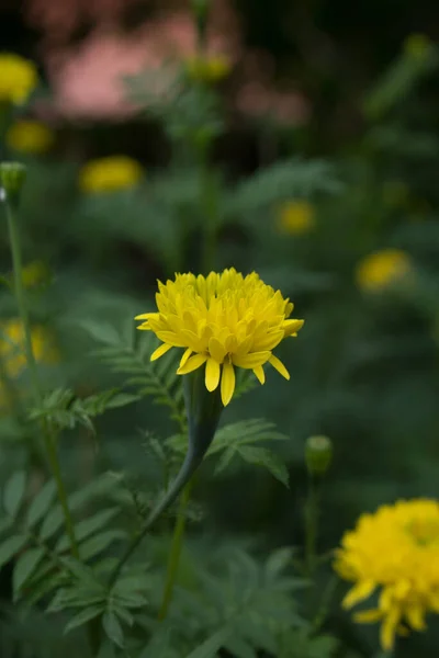 关闭黄色Marigold花 — 图库照片