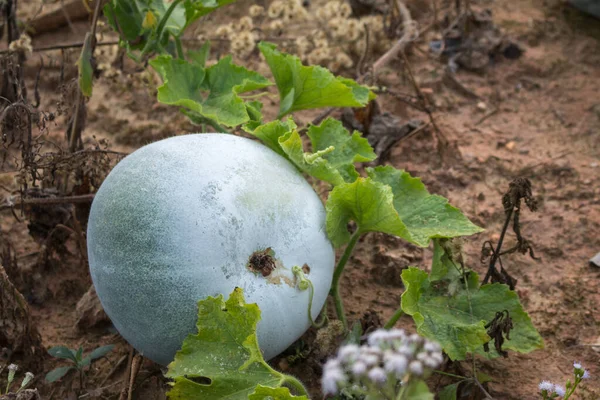 Winter melon on ground in Thailand organic fresh farm.