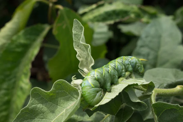 Close Caterpillar Grüne Wurm Frisst Blatt — Stockfoto
