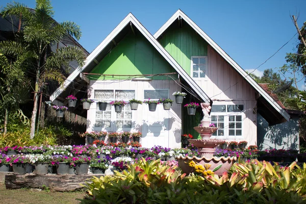 Loei Tailândia Janeiro 2017 Khumnuan Flower Garden Agritourism Definiu Novo — Fotografia de Stock