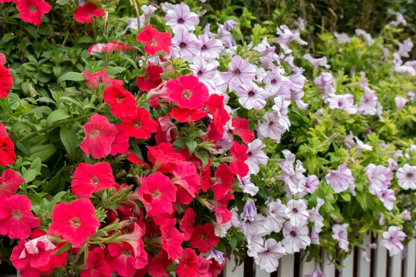 Close Petunia Flower — Stock Photo, Image