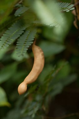 Ağaçta taze demirhindi, Tammarind ağacı.