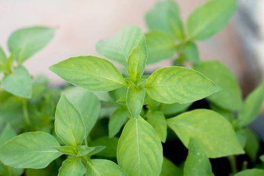 Taze fesleğen yapraklarını kapat..