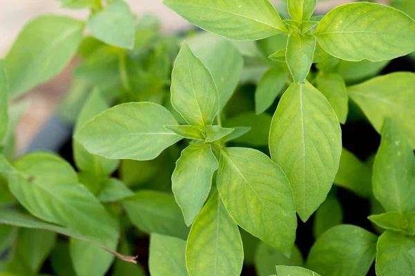 Sluiten Verse Basilicum Bladeren — Stockfoto