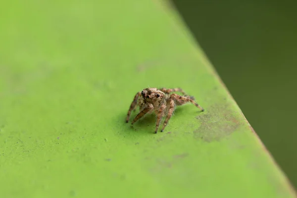 Spider Green Blurred Background — Stock Photo, Image